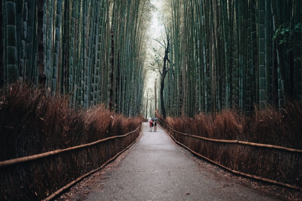 Photo Foret Bambou