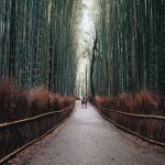 Photo Foret Bambou